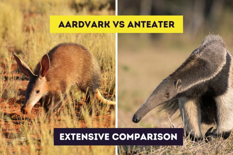 Aardvark vs Anteater | Extensive Comparison Between Them