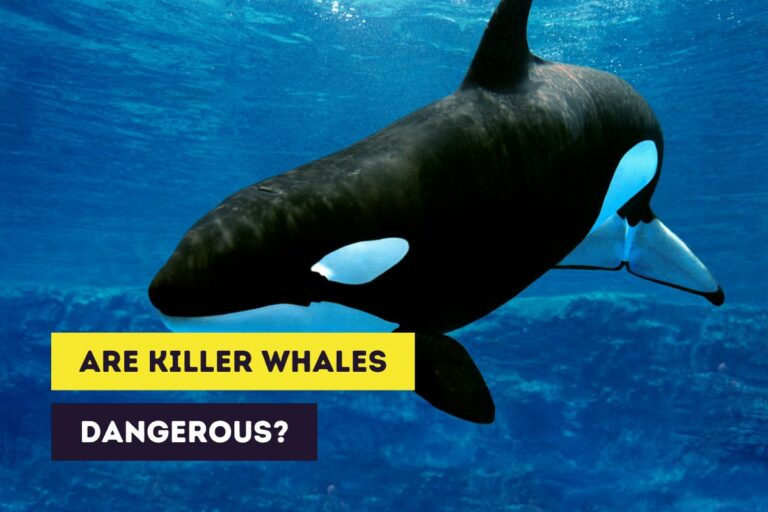 Are Killer Whales Dangerous? (Wild and Captive Behavior)