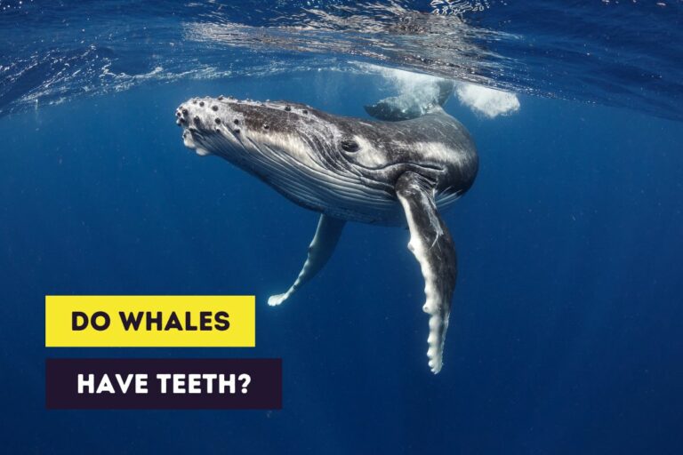 Do Whales Have Teeth? (Differences Between Whale Species)