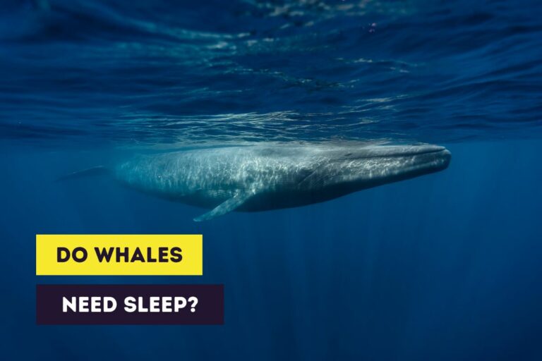 Do Whales Sleep? (Adaptations of Marine Mammals)